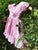 Pink | Baby Girl Ruffled Dress